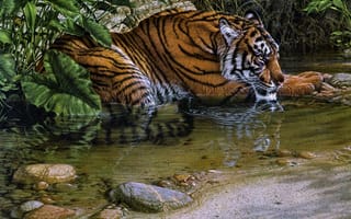 Картинка Тигр лежит у воды