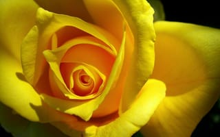 Картинка Оригинальная Желтая роза