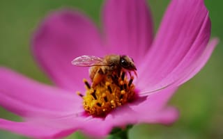 Картинка Пчела на цветке медоносе