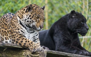 Картинка Черная и пятнистая пантера