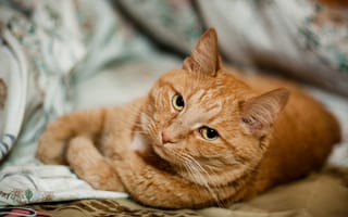 Картинка Короткошёрстный рыжий кот скучает
