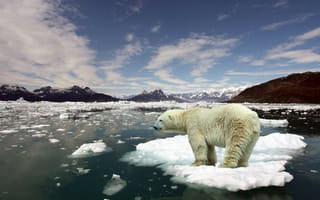 Обои Белый медведь стоит на льдине