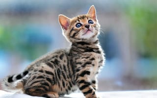 Картинка Маленький красивый бенгальский кот что-то увидел