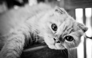 Картинка Красивый шотландский вислоухий кот, черно-белое фото