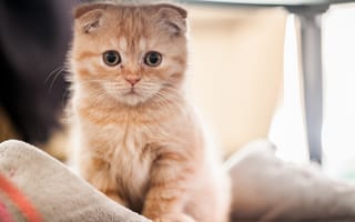 Картинка Маленький рыжий шотландский вислоухий кот на кровати