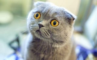 Картинка Шотландский вислоухий кот в шоке