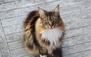 Картинка Сосредоточенный кот мейн-кун