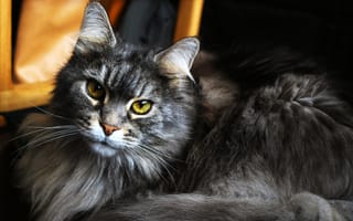 Картинка Красивый кот мейн-кун с зелёными глазами