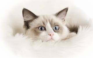 Картинка Маленький смешной белый кот