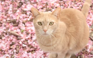 Картинка Рыжий кот в розовых цветах