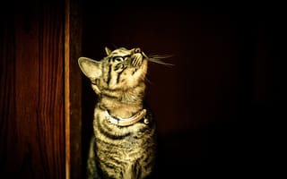 Картинка Полосатый кот в ошейнике