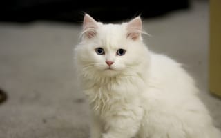 Обои Белый пушистый кот с голубыми глазами