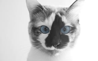 Картинка Смешной кот с голубыми глазами