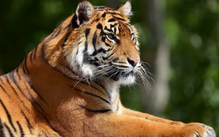 Картинка Портрет тигра в профиль
