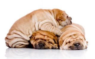 Картинка Три щенка шарпей спят друг на друге