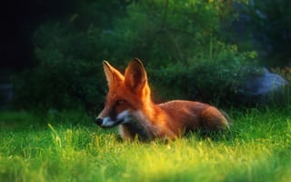 Картинка Рыжая лиса в траве