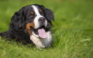 Картинка Счастливая бернская пастушья собака лежит в траве