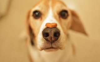 Картинка Собака породы бигль с лакомством на носу