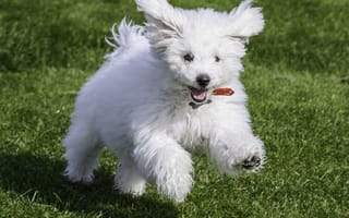 Картинка Счастливая собака породы бишон-фриз бежит по лужайке