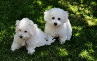 Обои Две собаки породы бишон-фриз отдыхают на траве