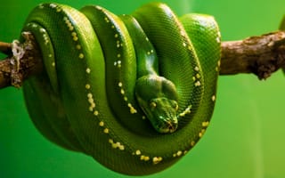 Обои Зеленая змея висит на ветке