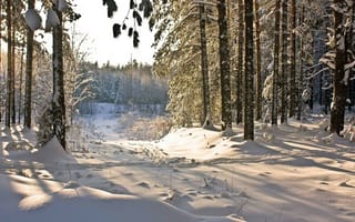 Обои Зимний день в лесу