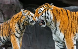 Картинка Встреча двух тигров