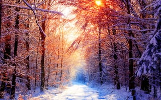 Обои Зимний солнечный день в лесу