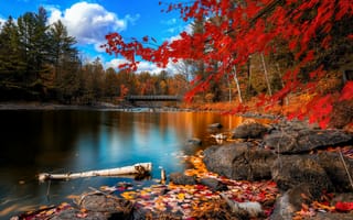 Картинка Красивый осенний лес и озеро