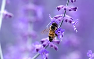Картинка Пчела на фиолетовом цветке