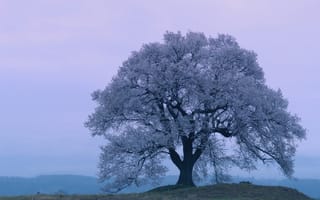 Картинка Цвевтущее весеннее дерево