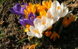 Картинка Весенний шафран (крокус)