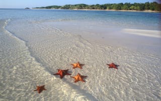 Картинка Морские звезды на пляже на курорте Кайо Гильермо, Куба