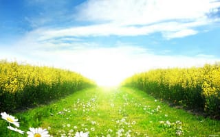 Картинка Солнечный день в весеннем поле