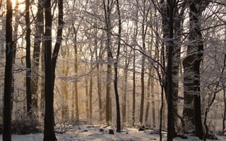 Картинка Талый снег в лесу