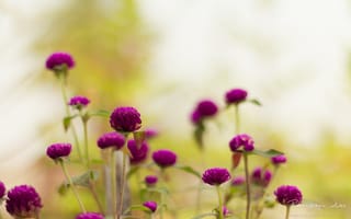 Картинка Фиолетовые садовые цветы