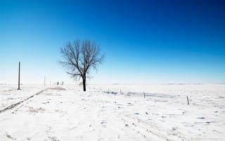 Картинка Одинокий в снегу
