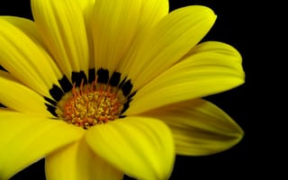 Картинка Великолепный желтый цветок