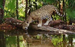 Картинка Ягуар на водопое