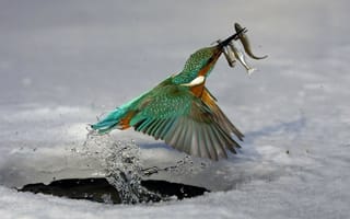 Картинка Птица поймала рыбу под льдом