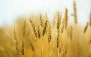 Картинка Колосья пшеницы