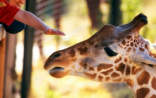 Обои Голова жирафа и рука ребенка