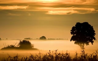 Картинка Утренний туман над болотом