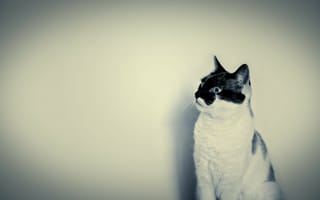 Картинка Белый кот с черной мордой
