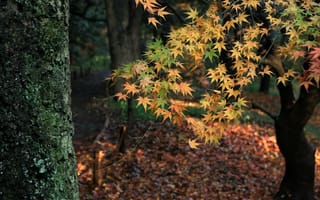 Картинка Осеннее дерево в лесу