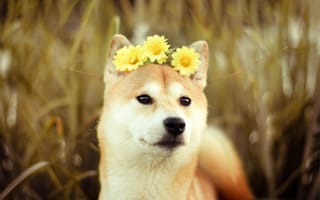 Картинка Собака с цветами на голове