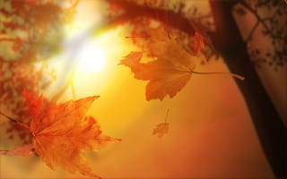 Картинка Осенние листья на солнце