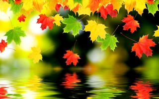 Обои листья, вода, отражение, клён, осень