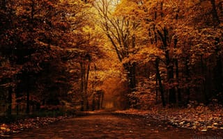 Картинка Глухой лес осенью