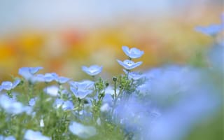 Картинка Голубые цветки льна